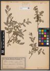 Foto von Salix aurita L. x Salix repens L.
